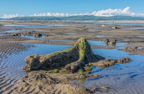 Apareció una selva petrificada de 4.500 años